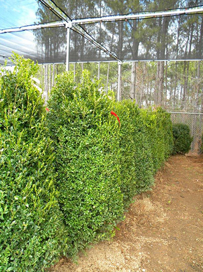 BUXUS SEMP 54 and 60